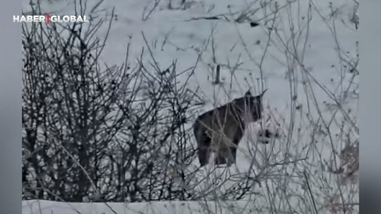 Malatya'da görüntülendiğini anlayınca kaçan 'ormanın hayaleti' kamerada