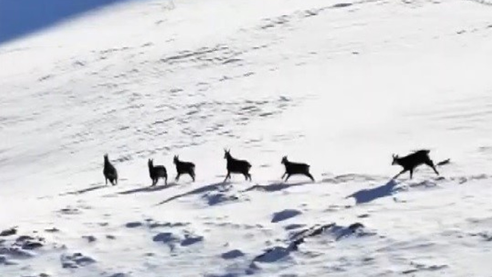 Munzur’un beyaz zirvesinde şamualar görüntülendi