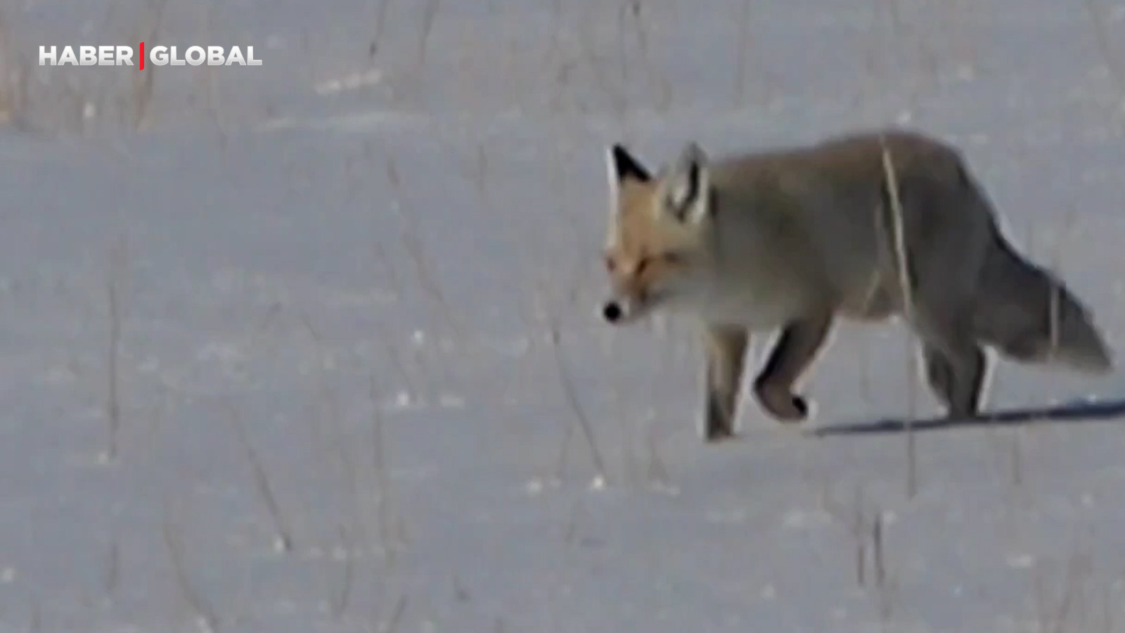 Van'da aç kalan tilkiler fare için birbirine girdi