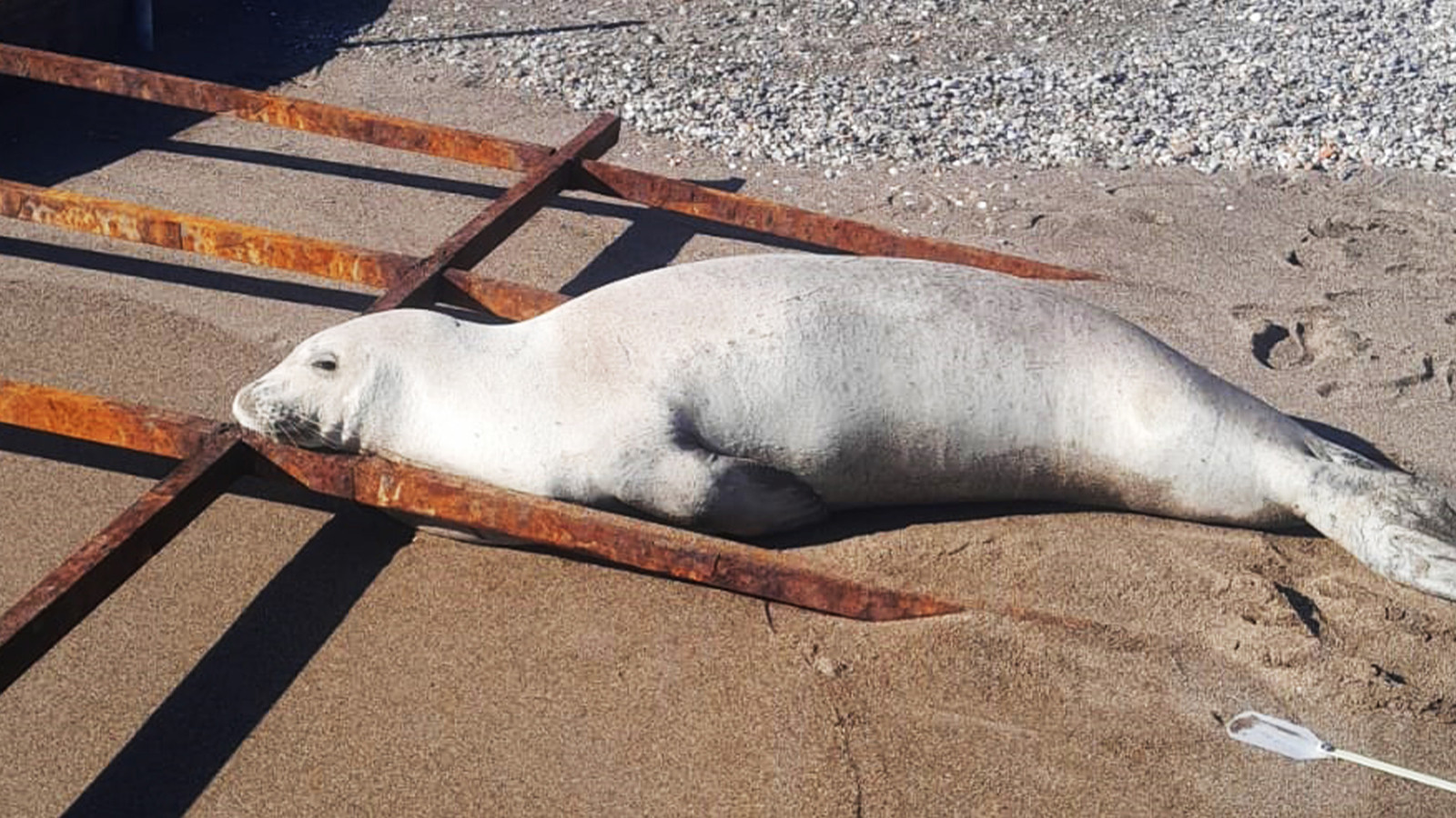 Antalya'da şaşırtan manzara: Otelin sahilinde ortaya çıktı