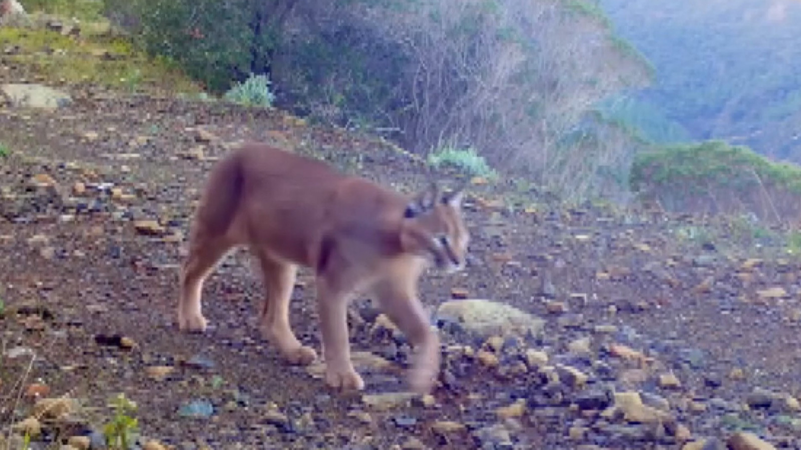 'Ormanın hayaleti' artık 'gösterge tür' olarak tescillendi