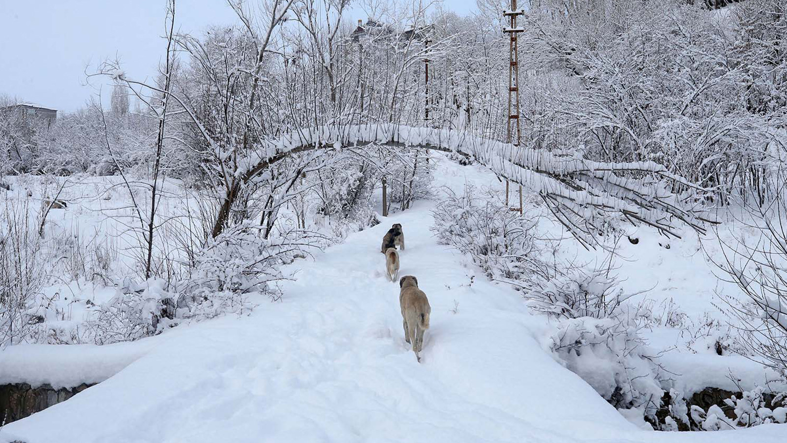 13 il için sarı kod! İçişleri'nden kuvvetli kar yağışı uyarısı: Uyarıları dikkate alın