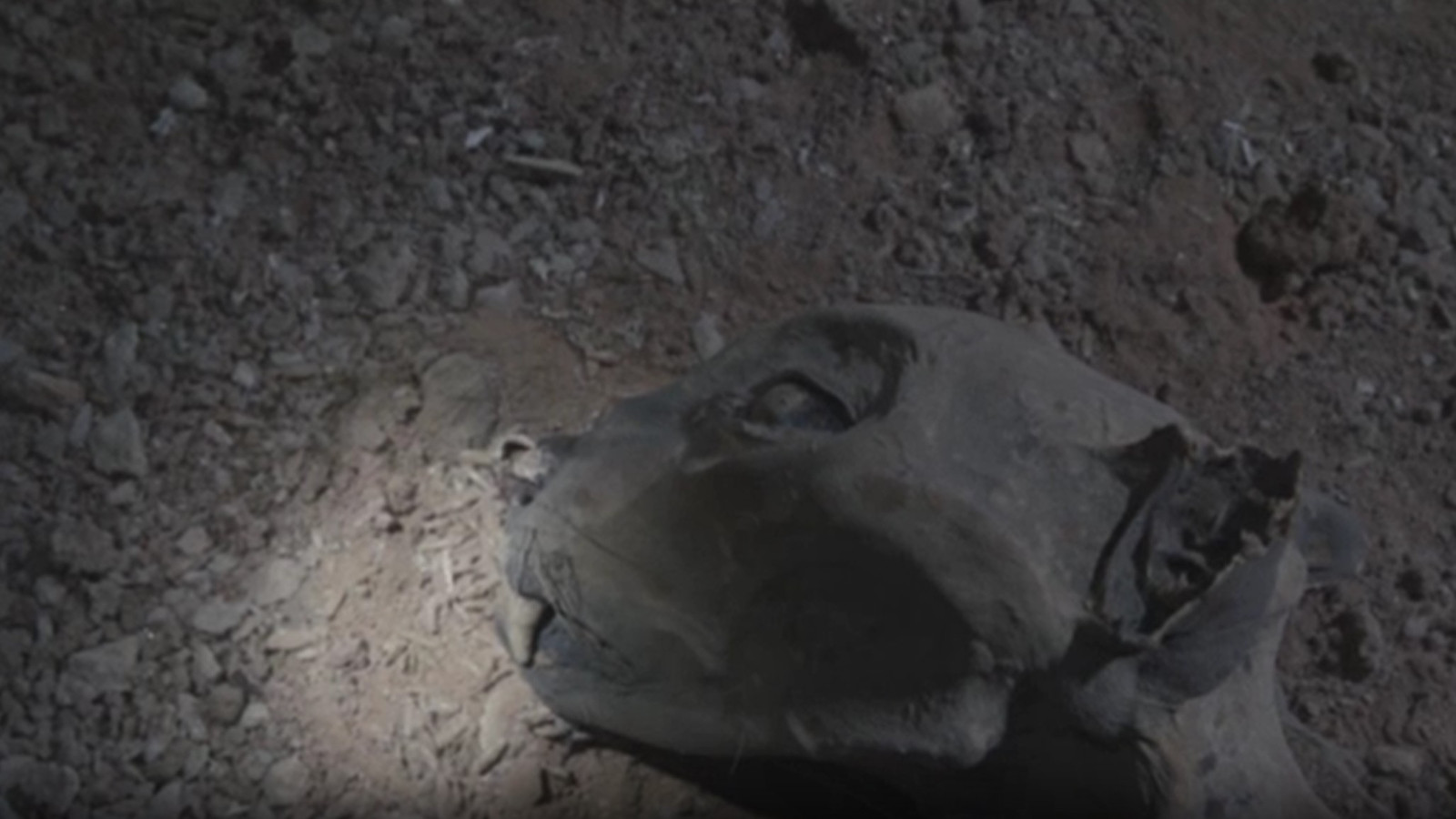 Emsalsiz keşif... Mağarada bulundular: Yaşları 130 ile bin 800 yıl arasında değişiyor!