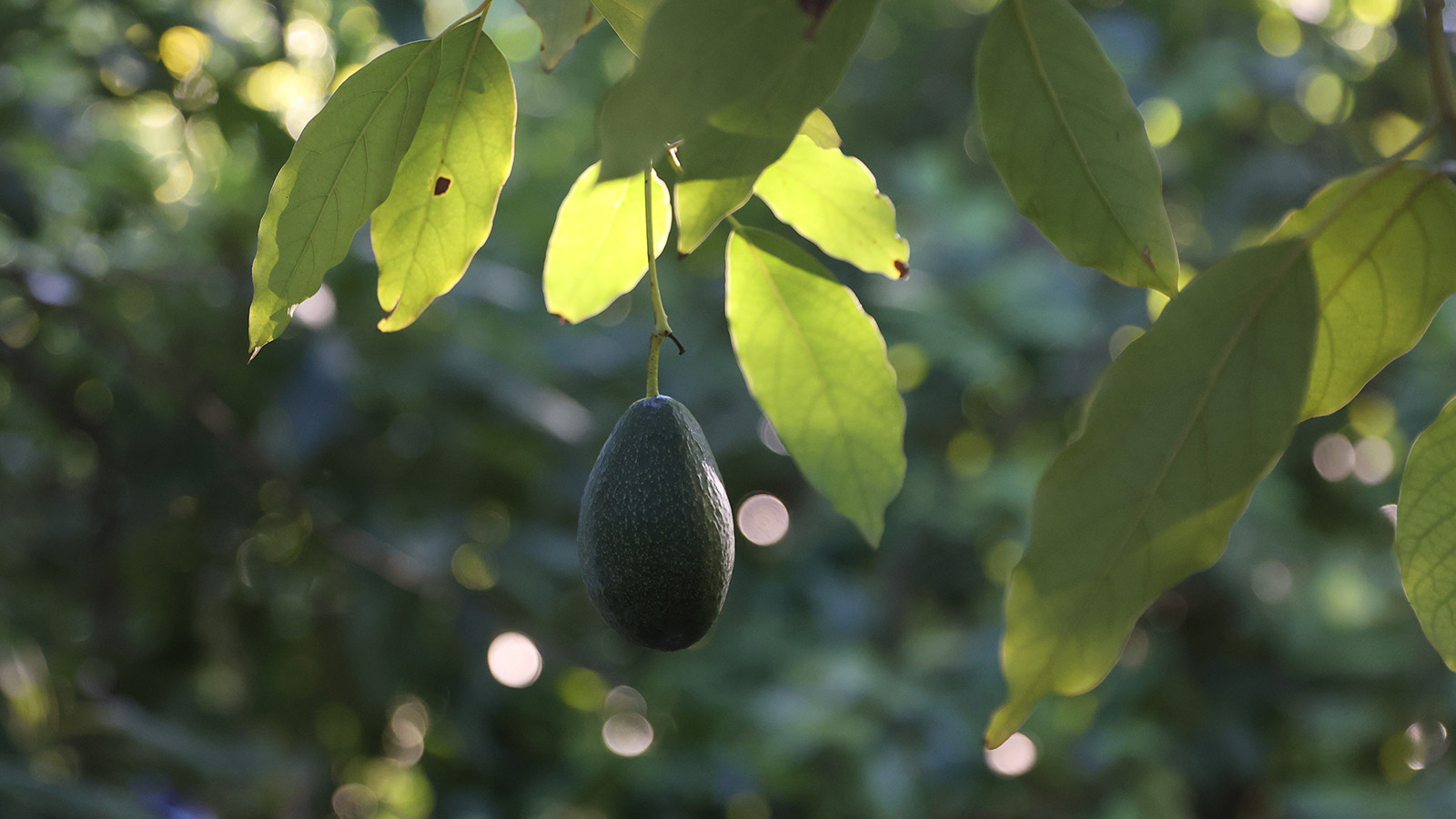 Türkiye'de ilk fidanı 55 yıl önce dikildi; artık pazar tezgahlarında bile satılıyor