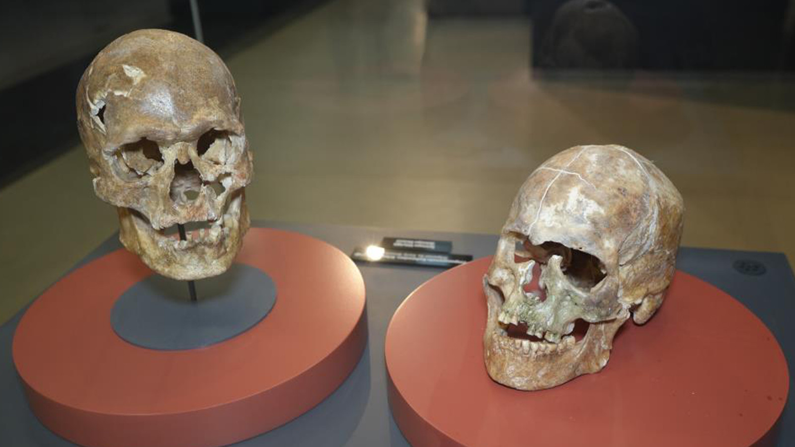 5 bin yıllık kafatası ve Amisos Hazinelerine yoğun ilgi