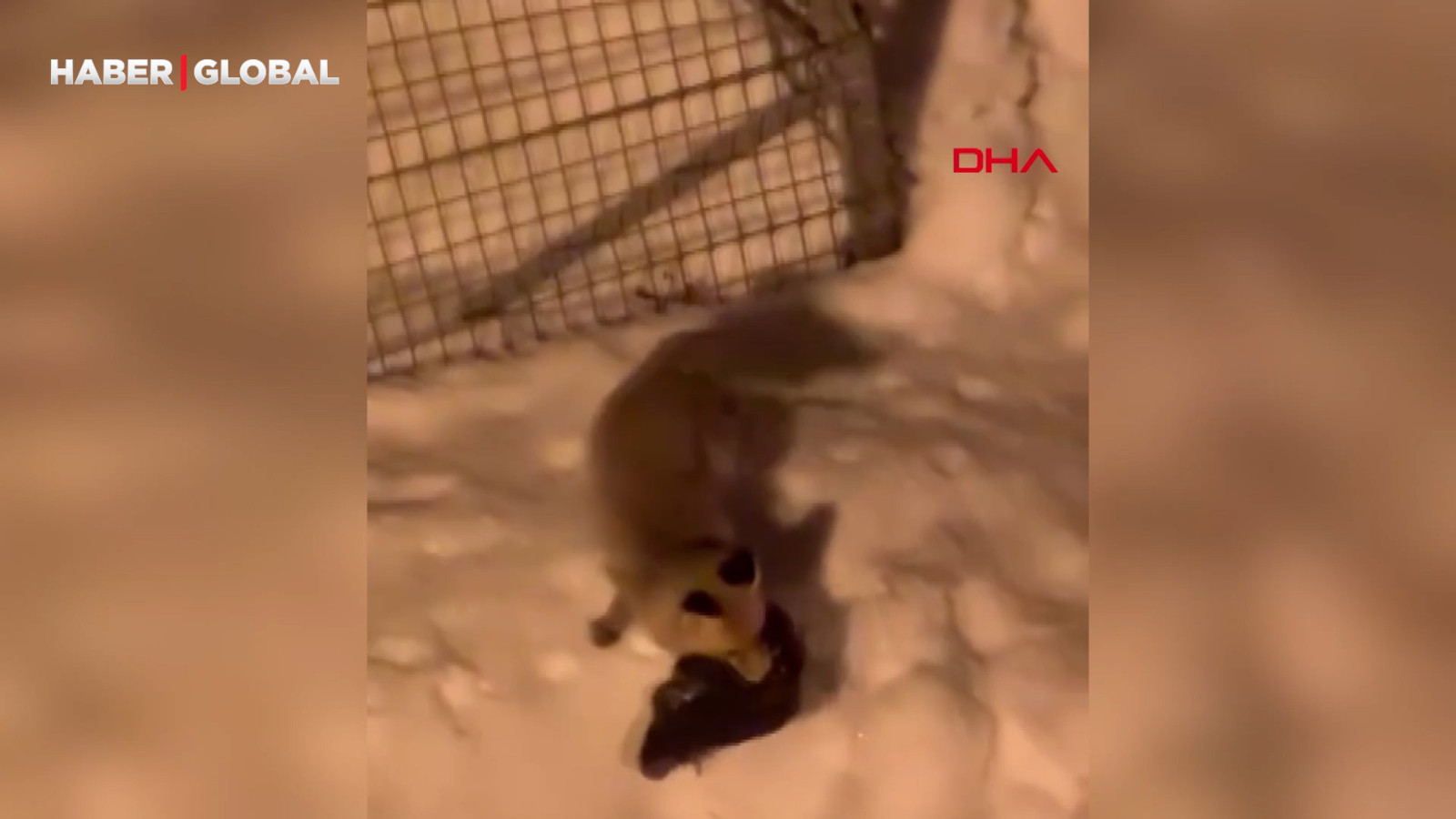 Kümese giren tilkinin tavuğu alıp götürdüğü anlar kamerada