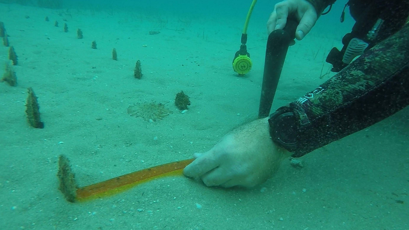 Nesli tehlike altında; Çanakkale Boğazı'nda yeniden yetişiyorlar