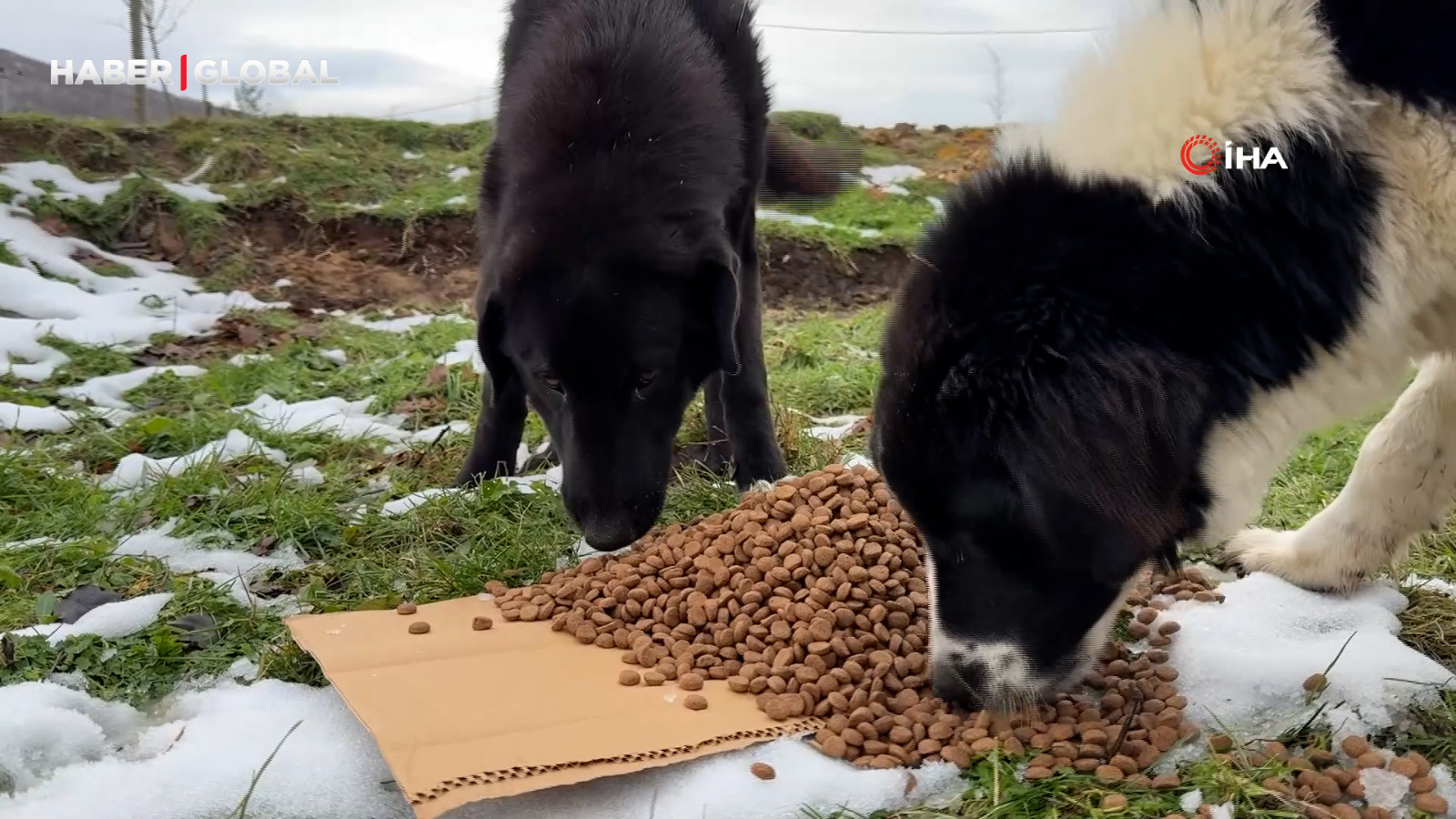 Uludağ'da aç kalan köpeklerin imdadına hayvanseverler yetişti