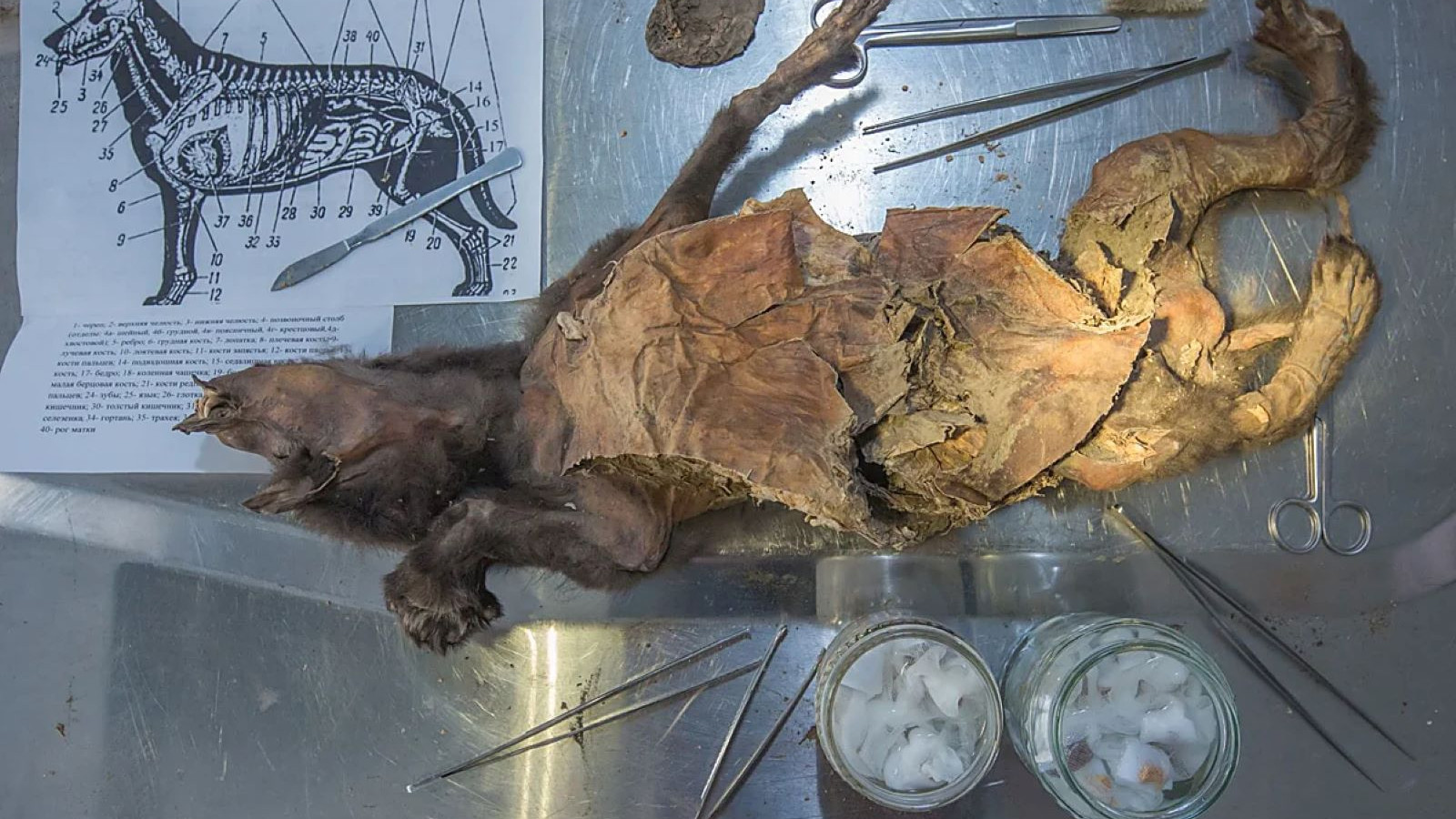 Yavru kurdun midesinden gergedan çıktı!