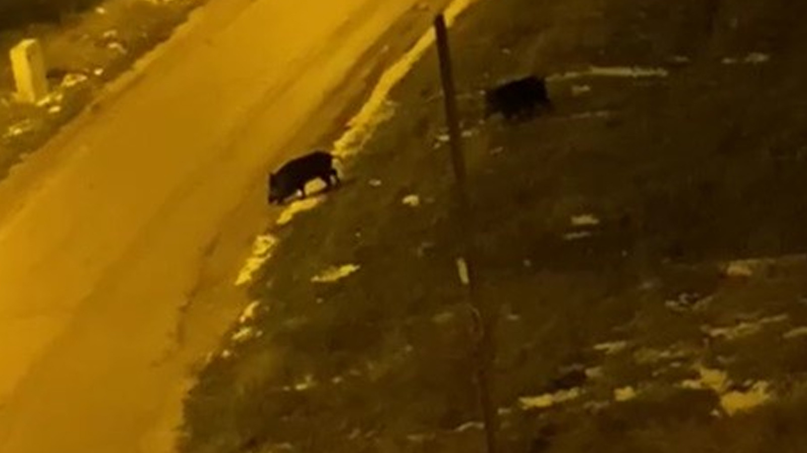 Aç kalan domuzlar şehre indi