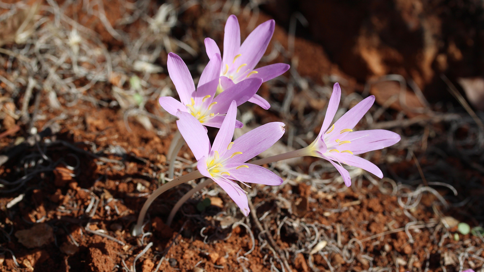 Bu bitkiyi koparmanın cezası 699 bin 245 TL!