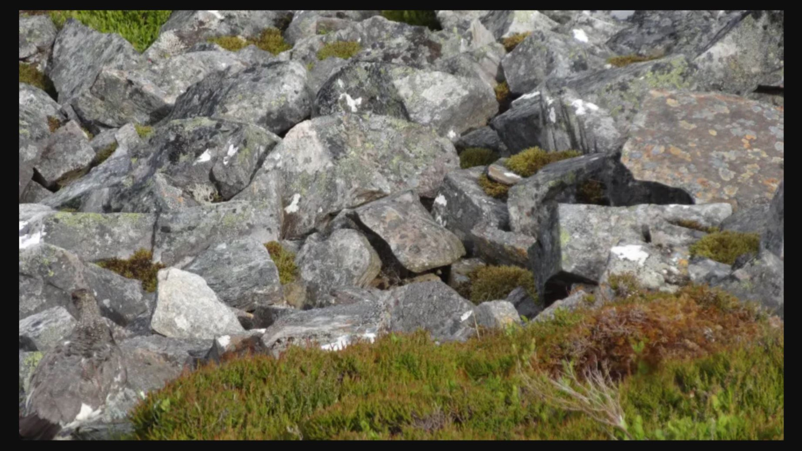 Kayalar arasında gizli kuşu sadece dahiler buluyor
