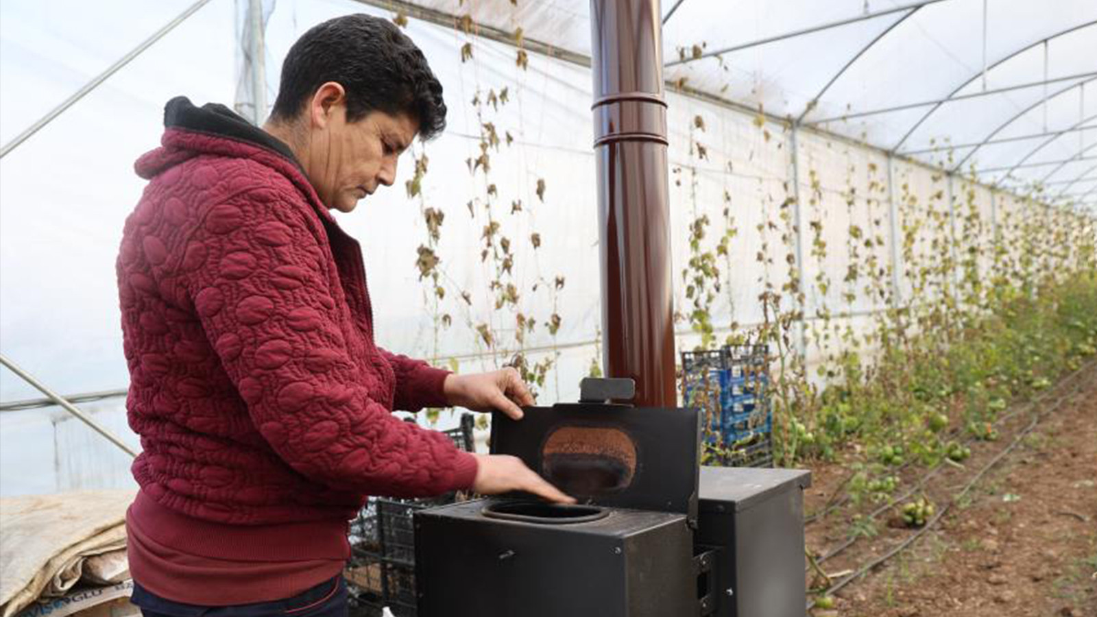 600 bin TL'ye iş kurdular, 500 bin TL'sini devlet karşıladı; ilk hasat başladı