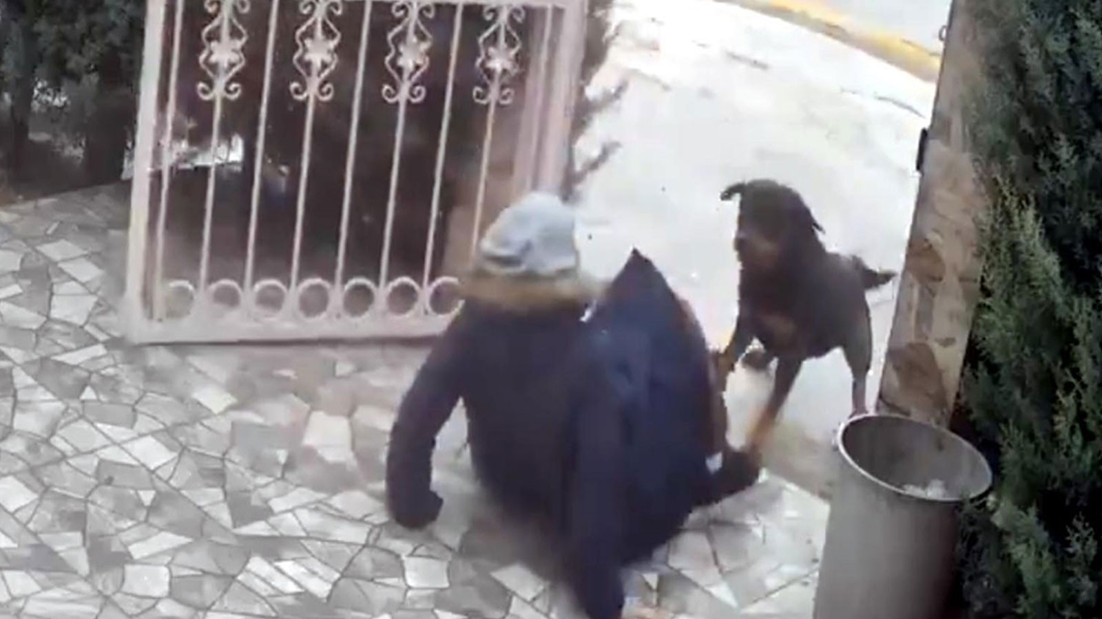 Ankara'da sahipsiz köpekler dehşet saçtı: Kadın son anda kurtuldu