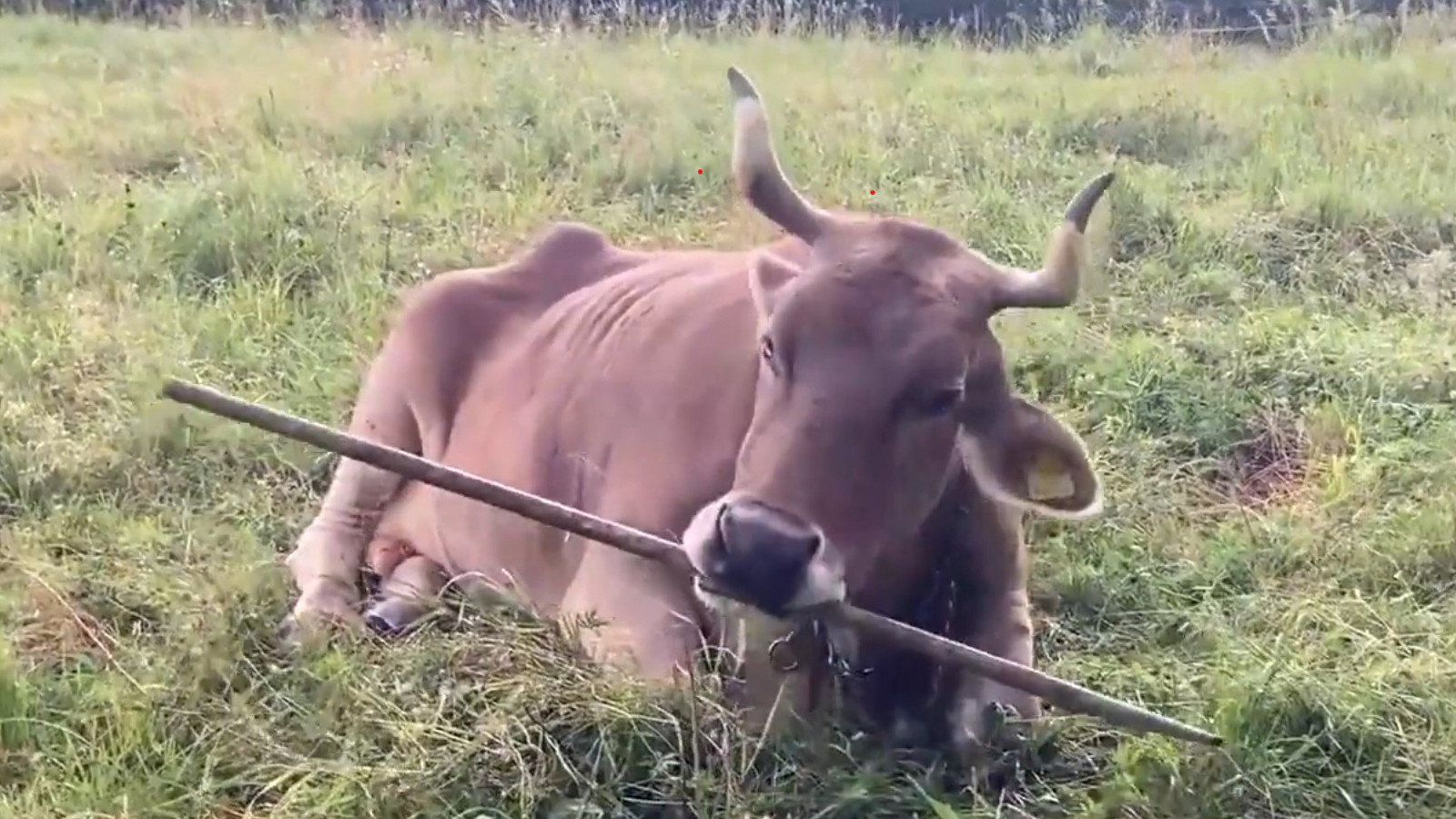 Bir inek ilk kez alet kullanırken görüntülendi