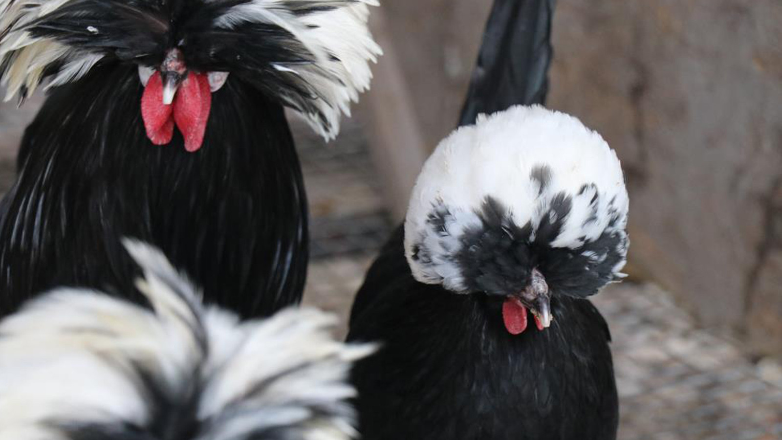 Mermer fabrikasında şaşırtan manzara: Sosyal medyada gördü hem evinde hem iş yerinde üretti