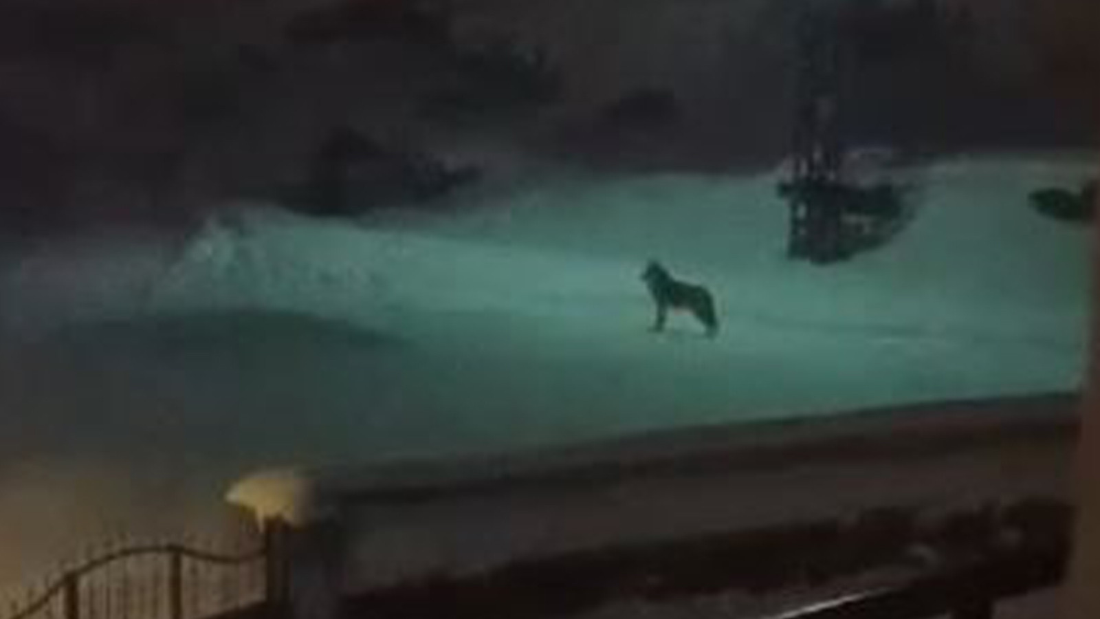 Sivas'ta aç kalan kurtlar köydeki köpekleri telef etti