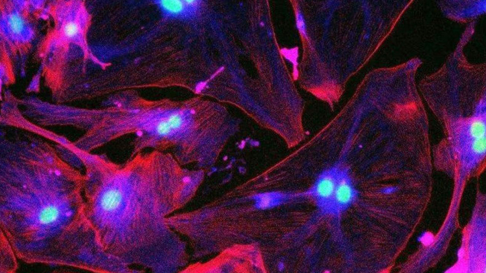 Yaşlanmanın Gizli Aktörleri: “Zombi Hücreler” Bizi Koruyor mu, Tüketiyor mu?