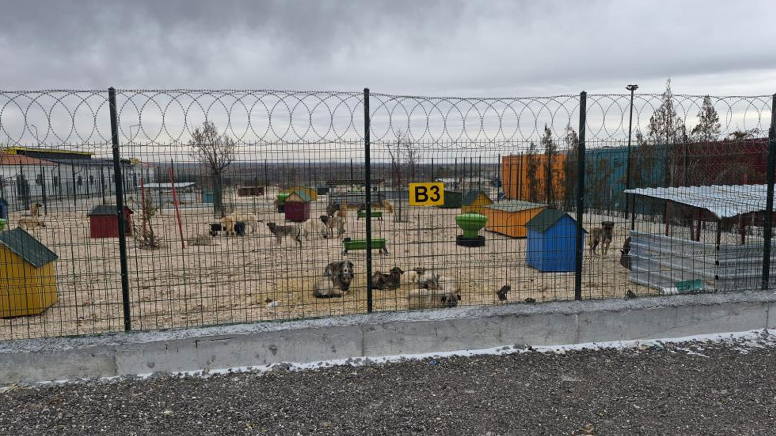 Eskişehir'de korkunç iddia: Barınakta aç ve susuz bırakılan köpekler birbirini parçaladı