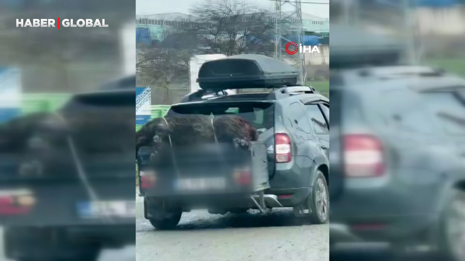 Ölü domuzu aracın arkasına bağlayıp taşıdılar görenler şoke oldu