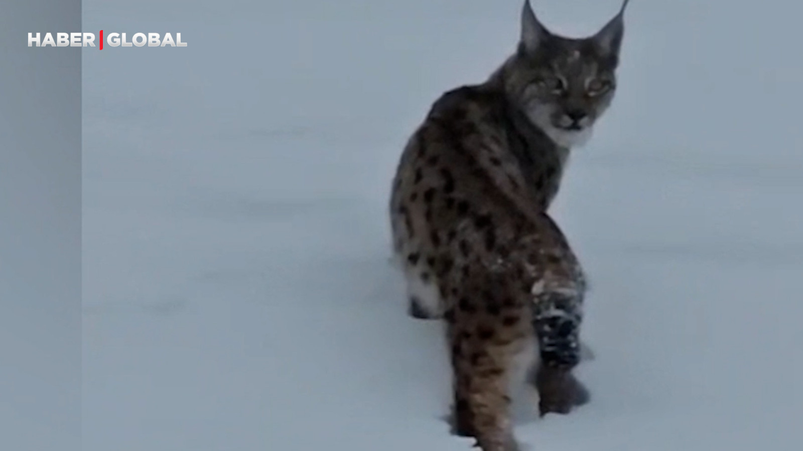 Bitlis'te şaşırtan anlar! Ormanın hayaleti poz verdi