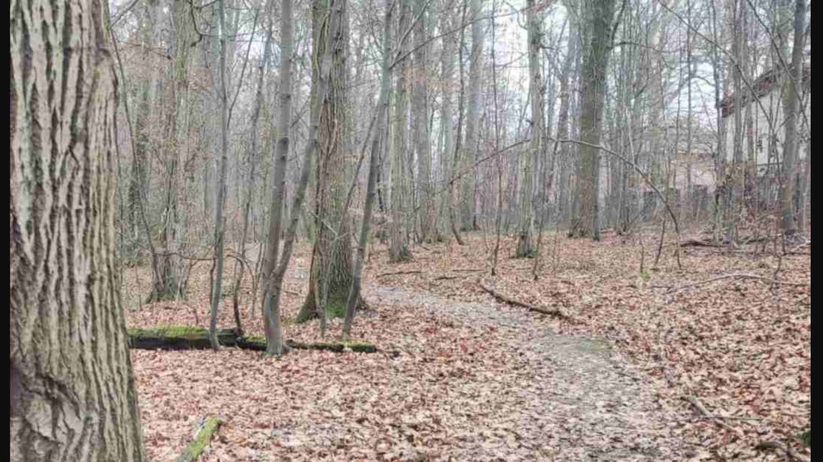 Gizli köpeği 9 saniyede bulan dahi sayılıyor