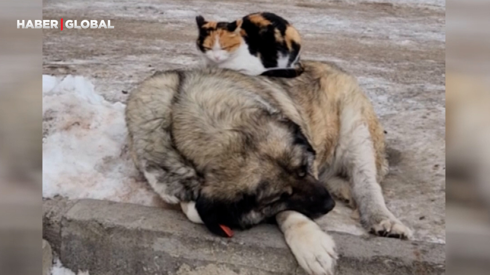 Tunceli'de dondurucu soğuklarda üşüyen kedi ile köpek birbirine sığındı