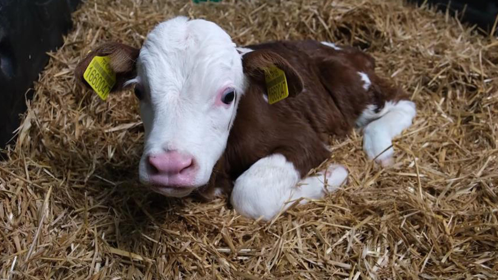 Bakanlık Amasya'da başlattı; doğan her buzağı için destekleme verilecek