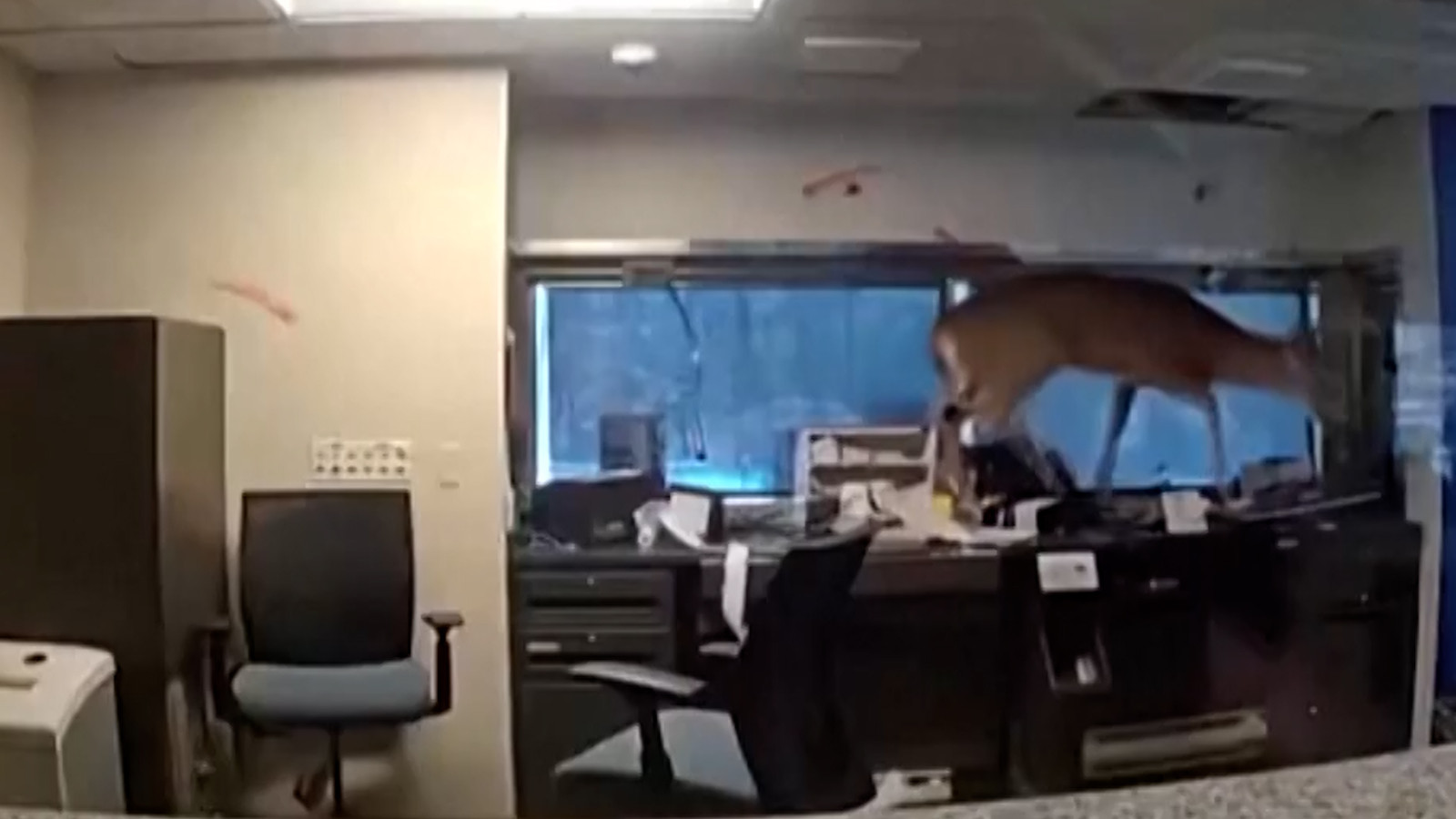 New York’taki bankanın davetsiz misafiri geyik ortalığı birbirine kattı