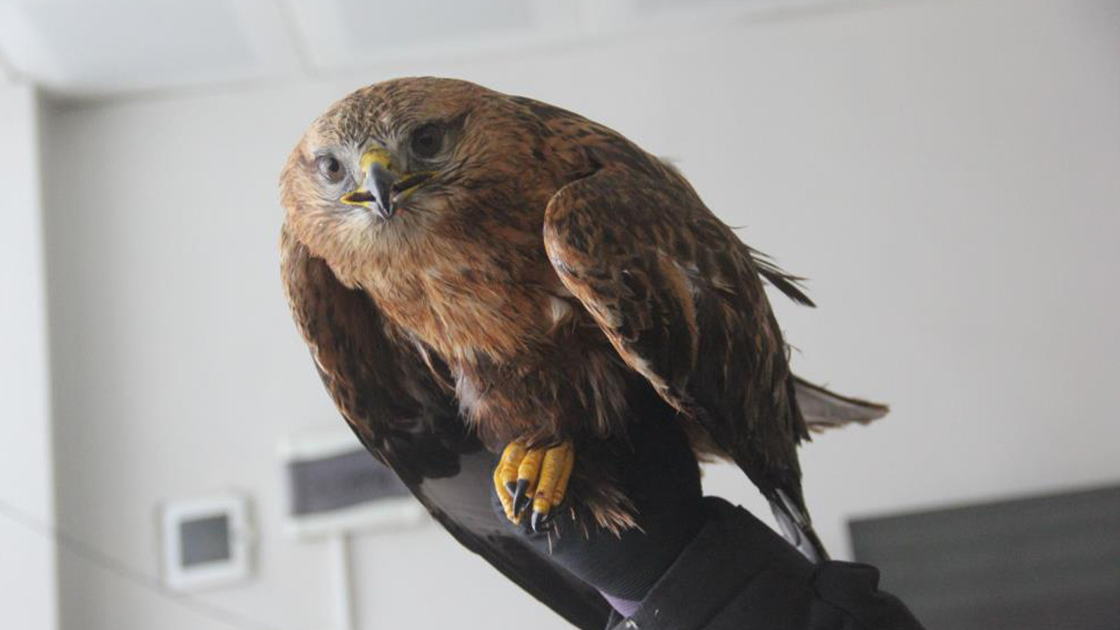 Sivas soğuğuna dayanamayan kızıl şahin dükkana sığındı