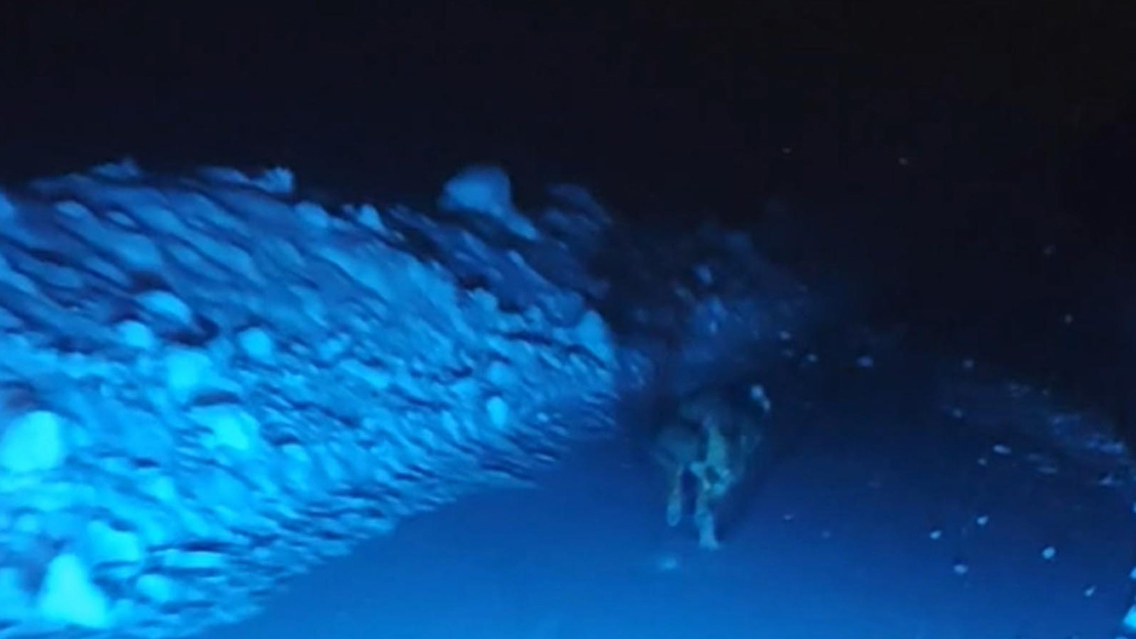 Canlarını zor kurtardılar! Görüntülemek istedikleri kurdun saldırısına uğradılar