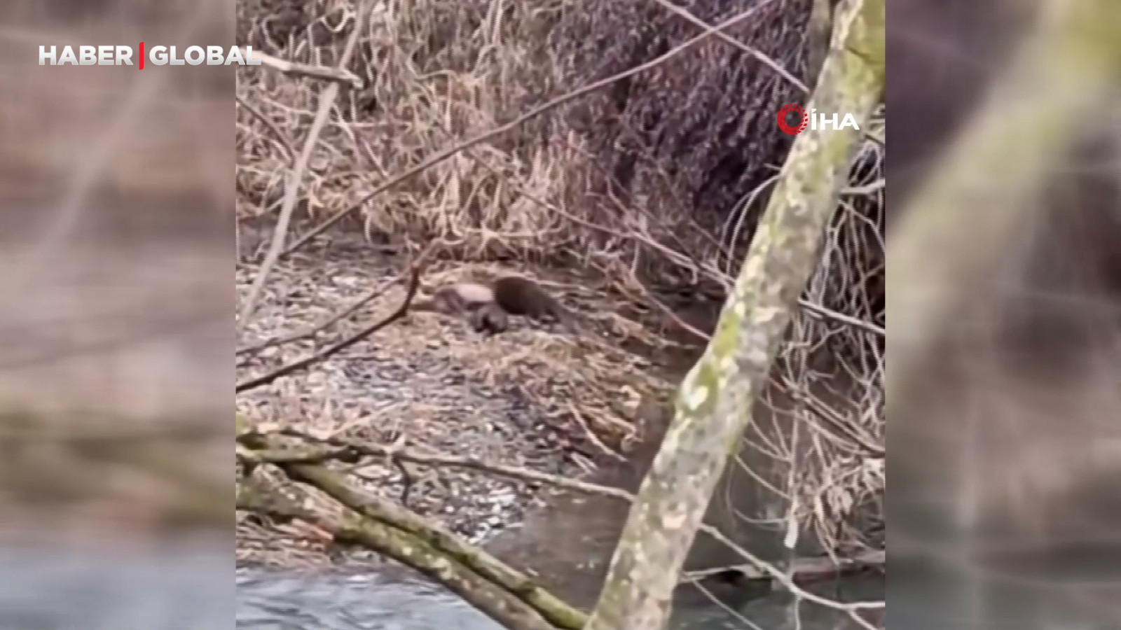 Nesli tükenme tehlikesi altında! 3'ü birden böyle görüldü