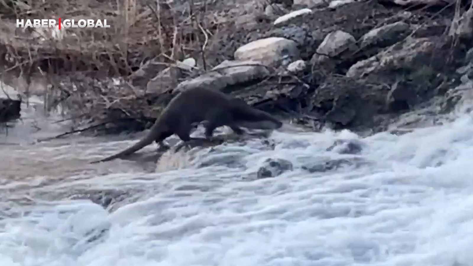 Şırnak'ta bir anda ortaya çıktı! Gören kameraya sarıldı