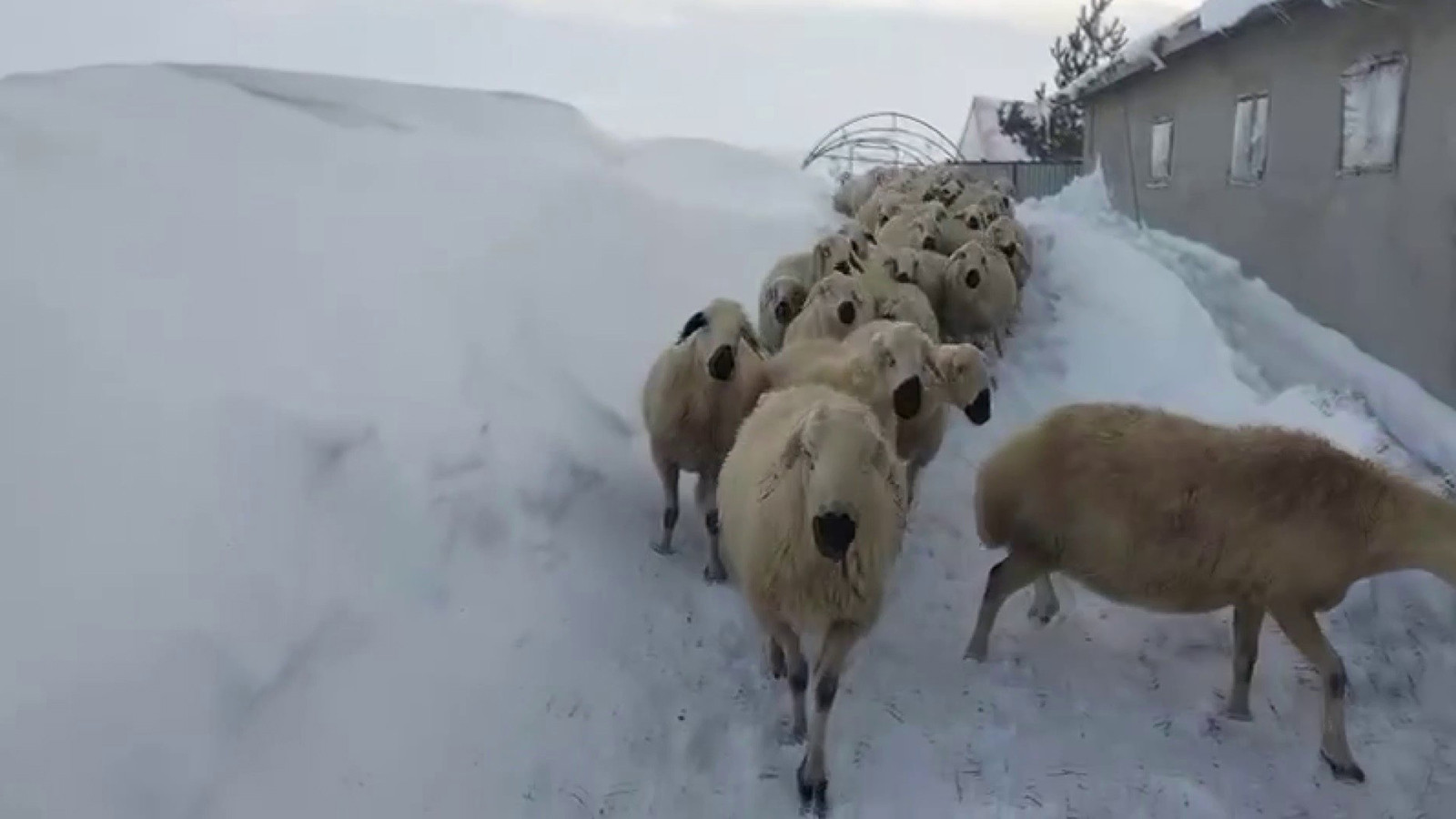 Kar kalınlığı 2 metreyi aştı! Son 15 yılın en kuvvetlisi