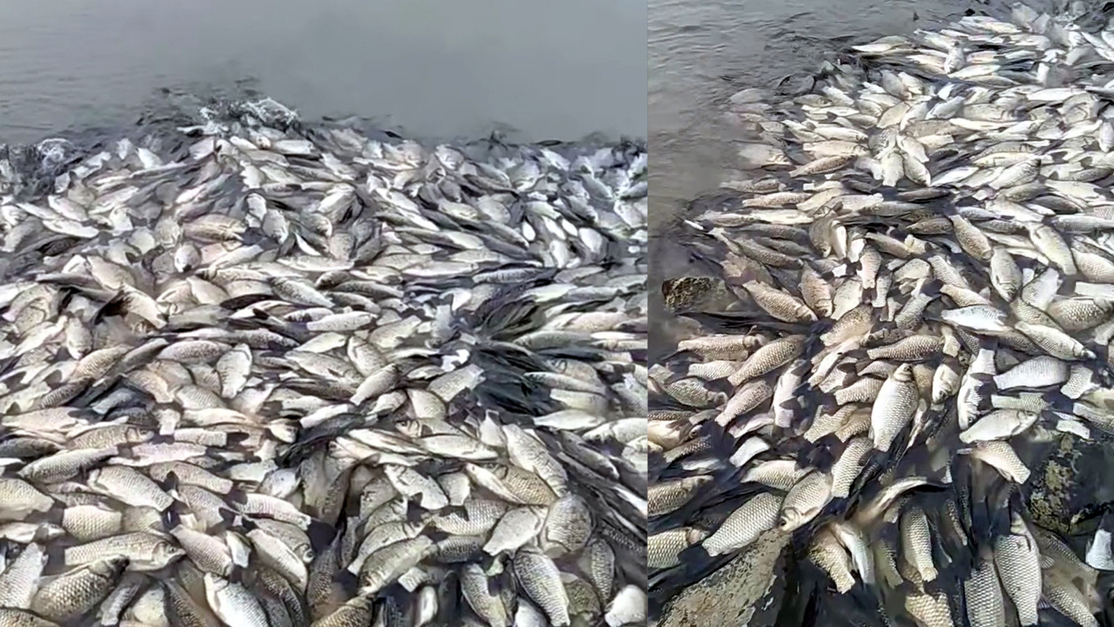 Tekirdağ’da gölette balık ölümlerine inceleme