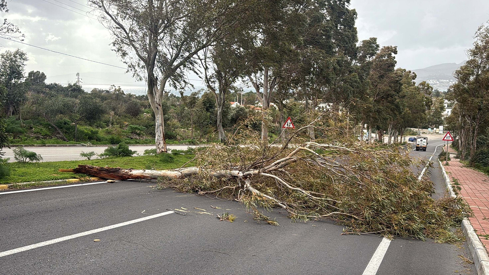 Bodrum’da fırtına: Ağaçlar devrildi, feribot seferleri iptal oldu