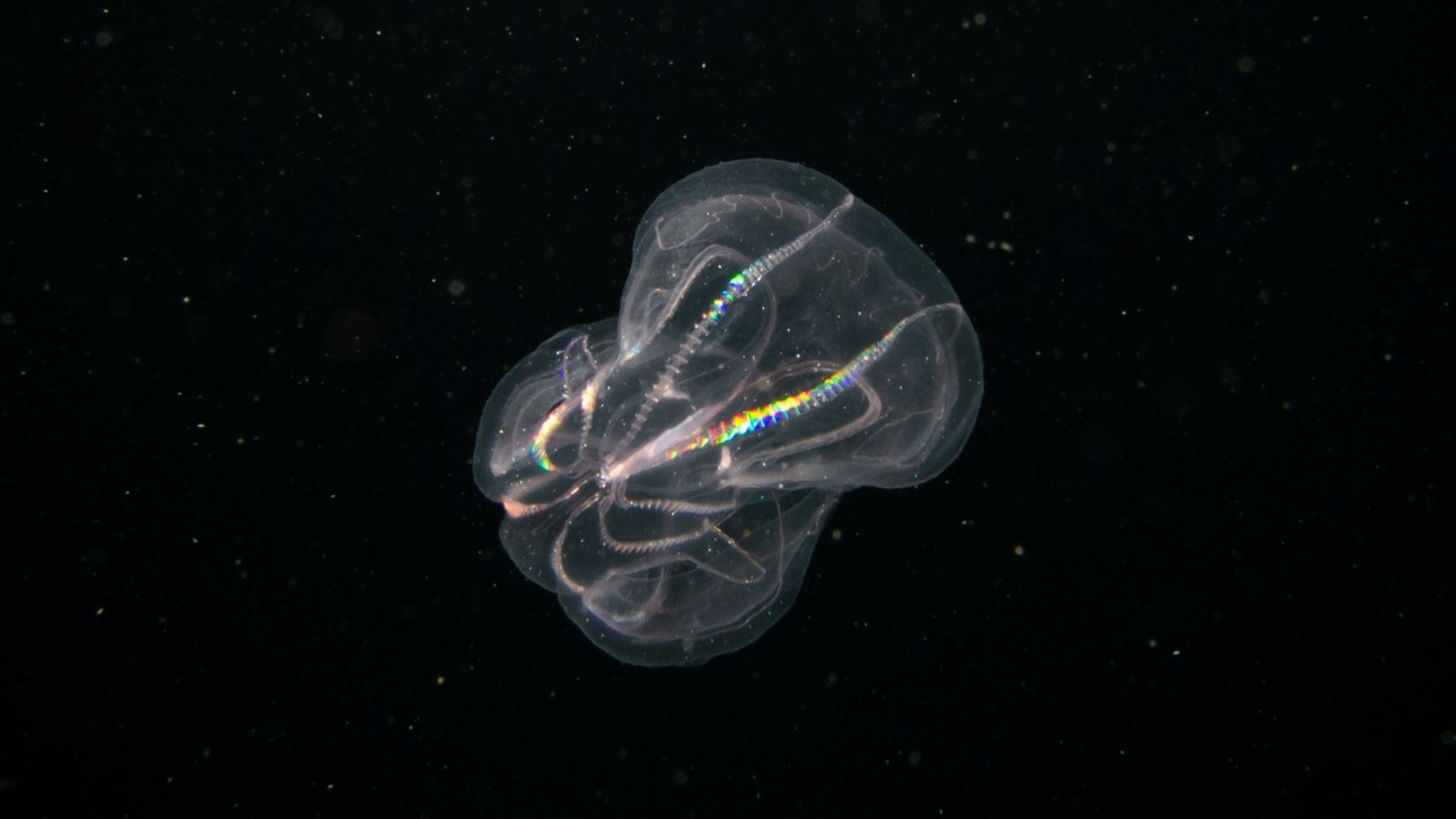 1990 yılında Karadeniz'de hamsi bırakmamıştı, 'Deniz cevizi' şimdi de Venedik'e musallat oldu