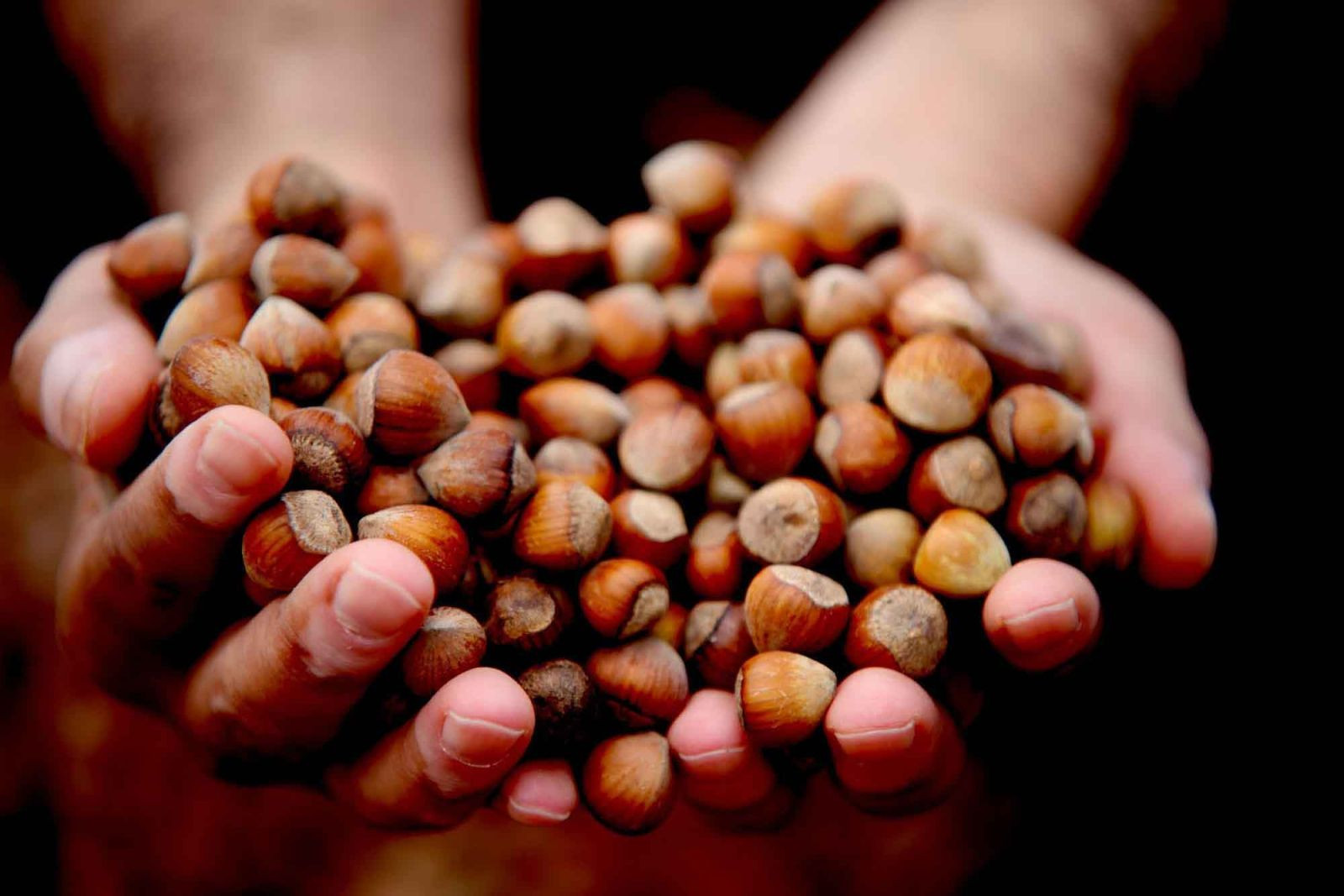 Fındıkta sert geri çekilme: 350 lirayı gören fiyat 275 liraya sabitlendi - Resim: 3