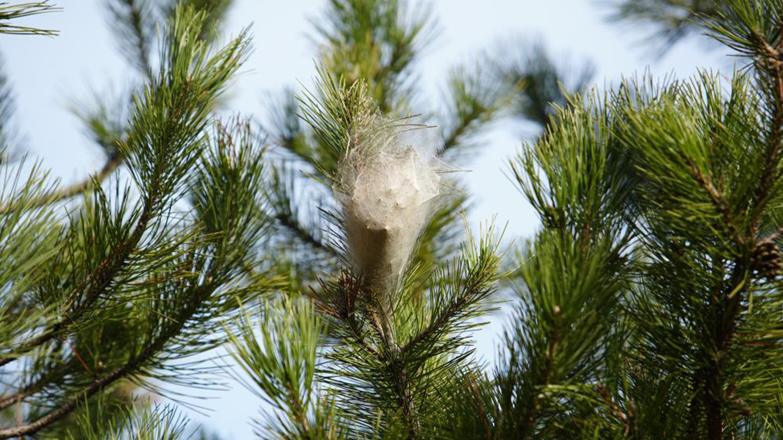 Çam ormanlarını sardılar; hem insanlara hem ağaçlara zarar veriyor
