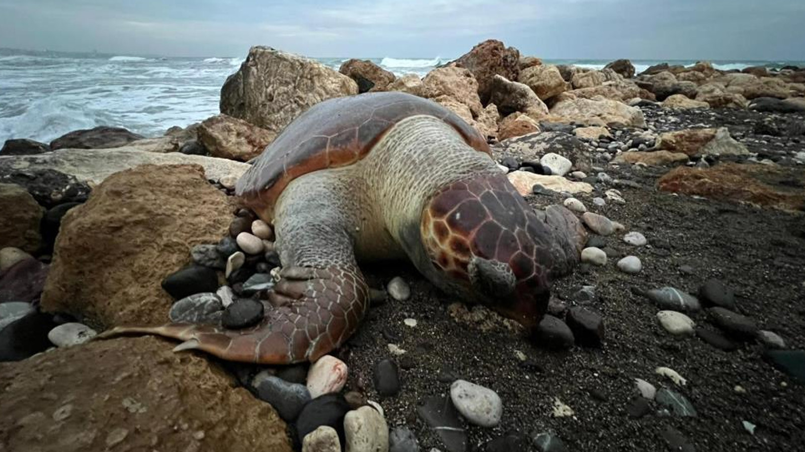 Denizlerdeki sessiz çığlık: Mersin'de 15 günde 7 caretta caretta ölü bulundu