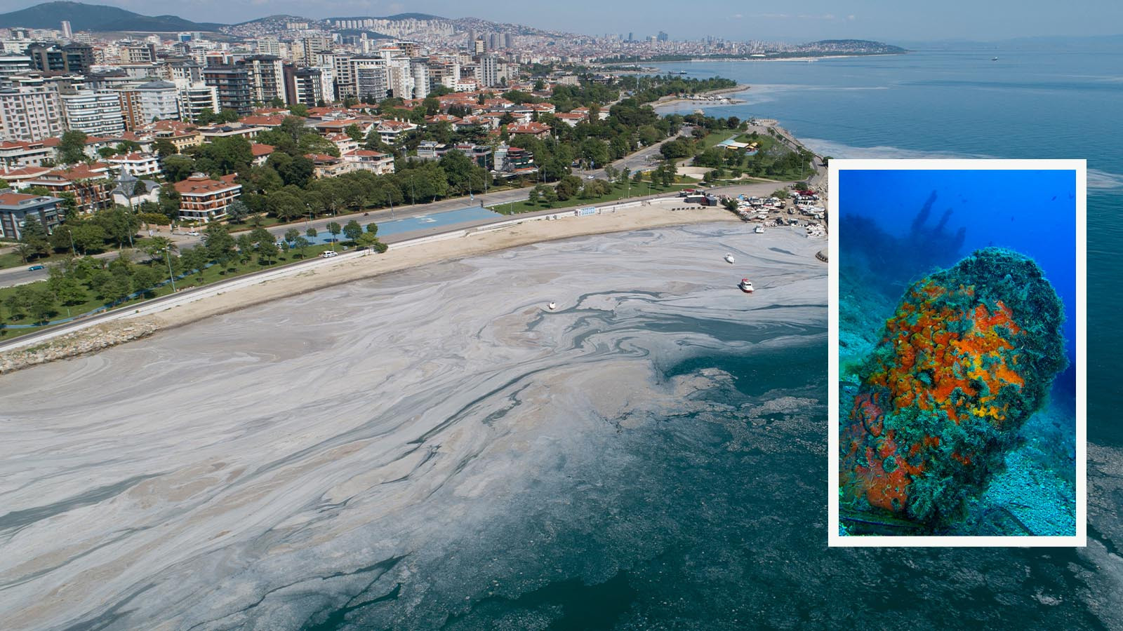 Denizlerin sessiz kahramanı! Marmara’nın umudu 'pina' mı?