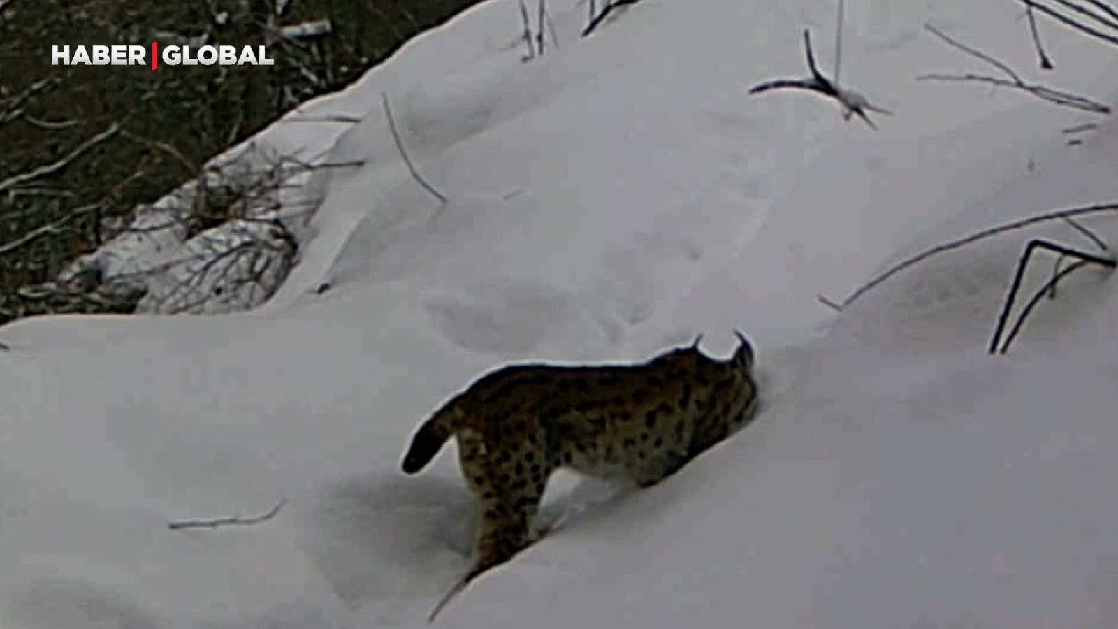 Erzincan'da şaşırtan anlar... Ormanın hayaleti böyle görüntülendi!