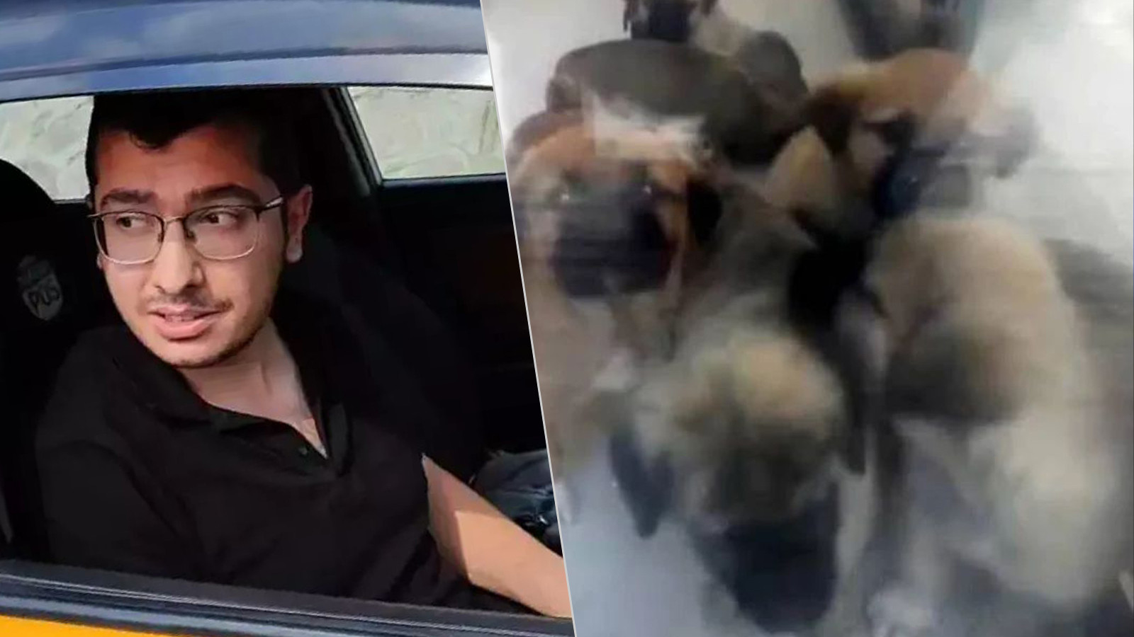 Köpeklere cinsel istismarda bulunup öldüren doktor hakkında flaş karar!