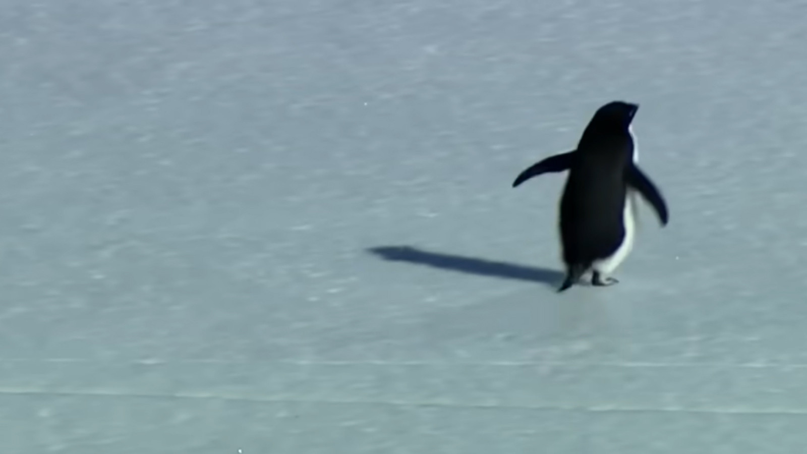 Nihilist penguenin hikayesi nedir? Nihilist ne demek?