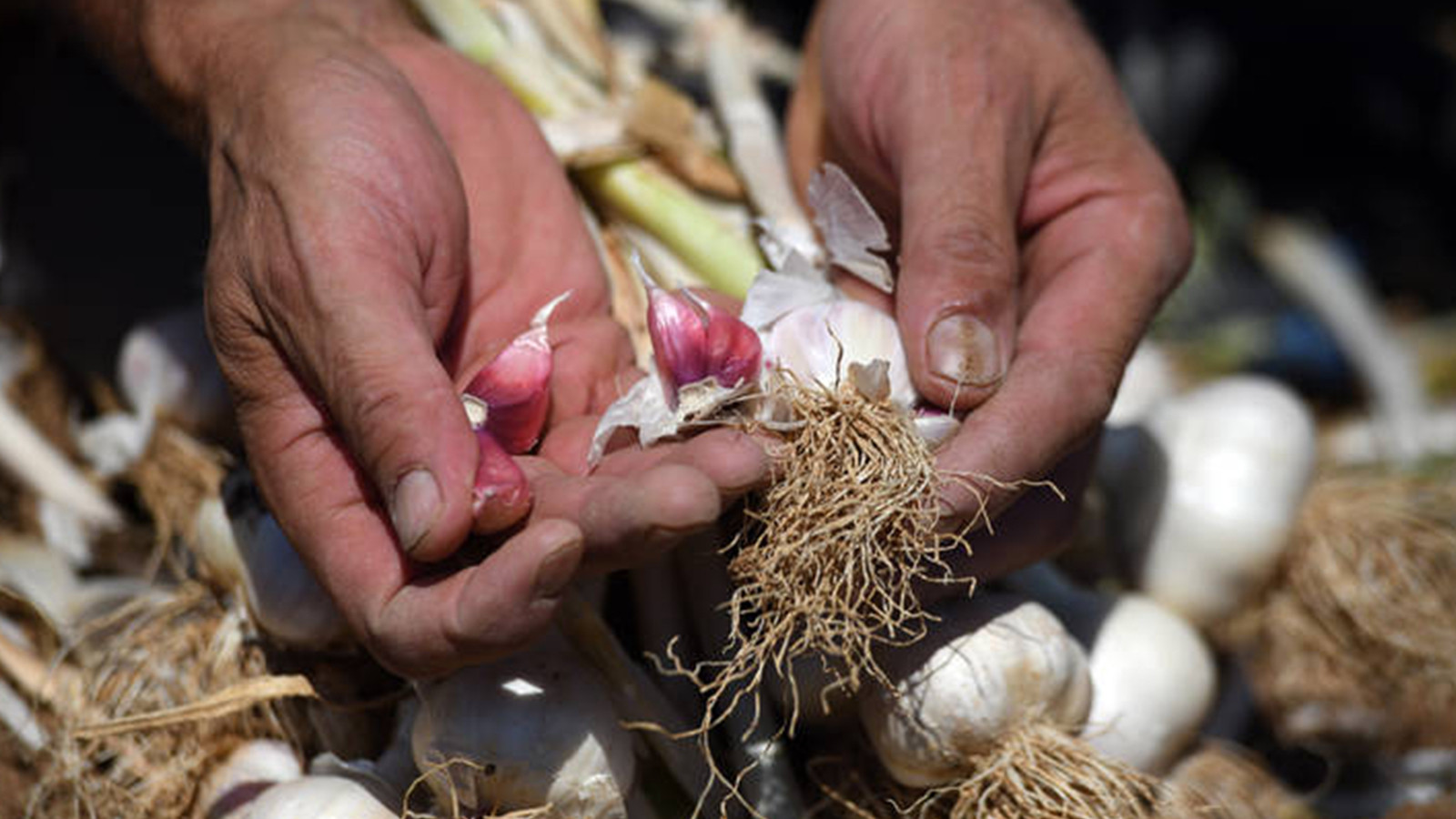 Sarımsak üretiminde çalışacak işçilerin günlük yevmileri belli oldu
