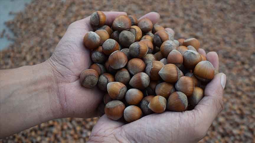 Fındıkta sert geri çekilme: 350 lirayı gören fiyat 275 liraya sabitlendi - Resim: 6