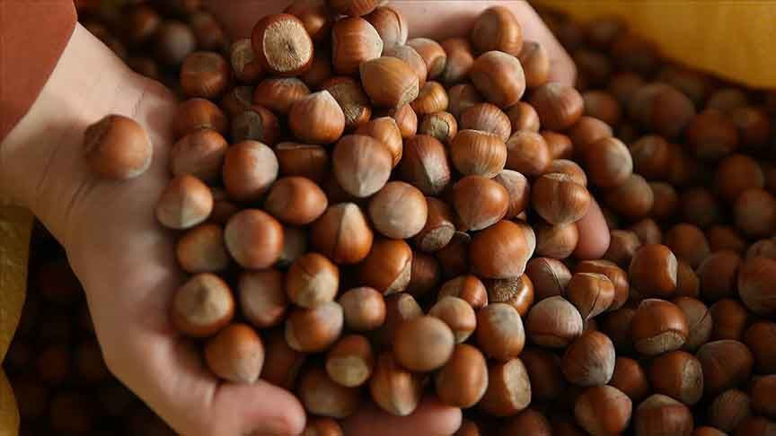 Fındıkta sert geri çekilme: 350 lirayı gören fiyat 275 liraya sabitlendi - Resim: 4