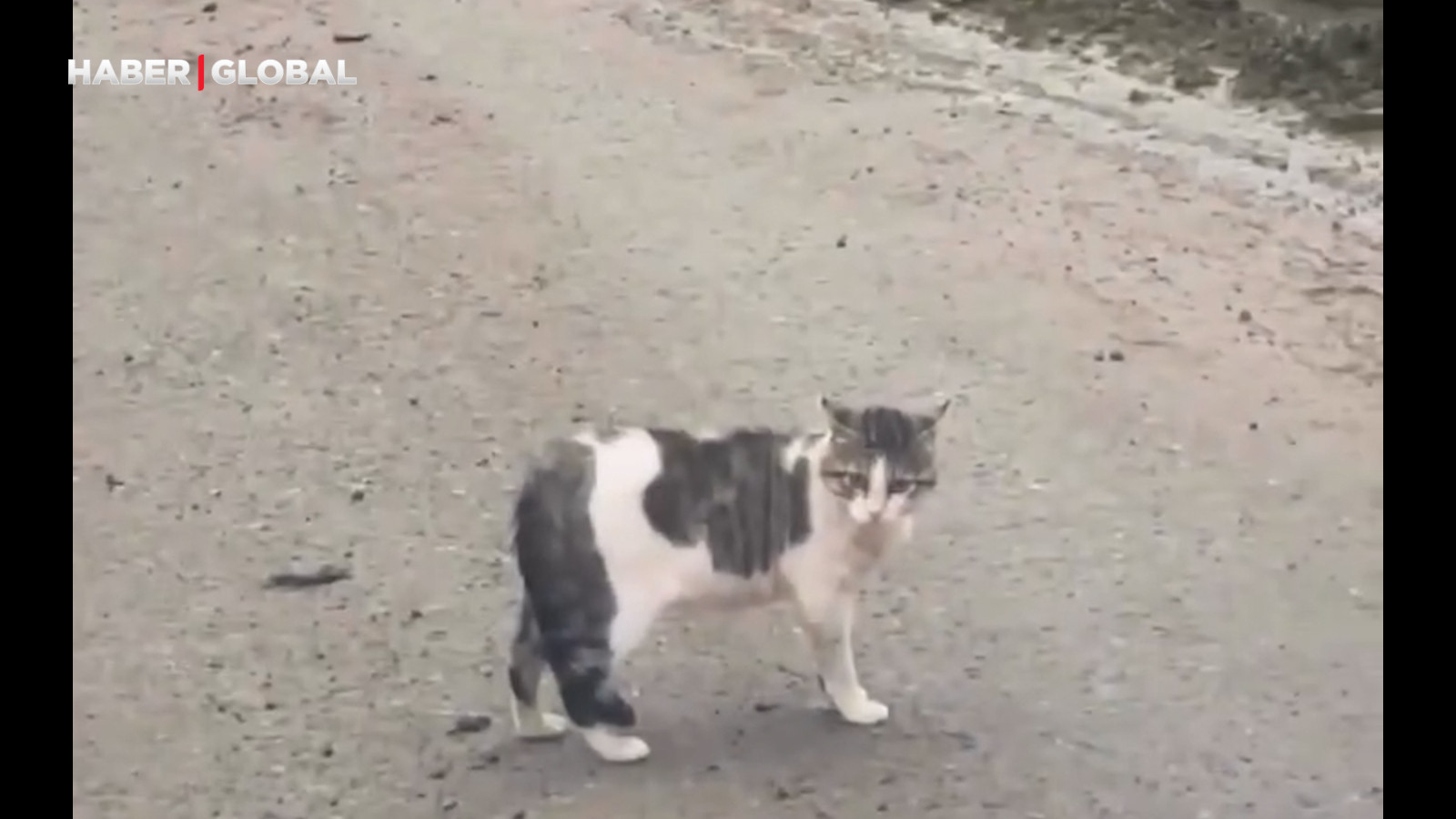 Trabzon’da kaydedildi: Karadeniz inadı olan kedinin görüntüleri viral oldu