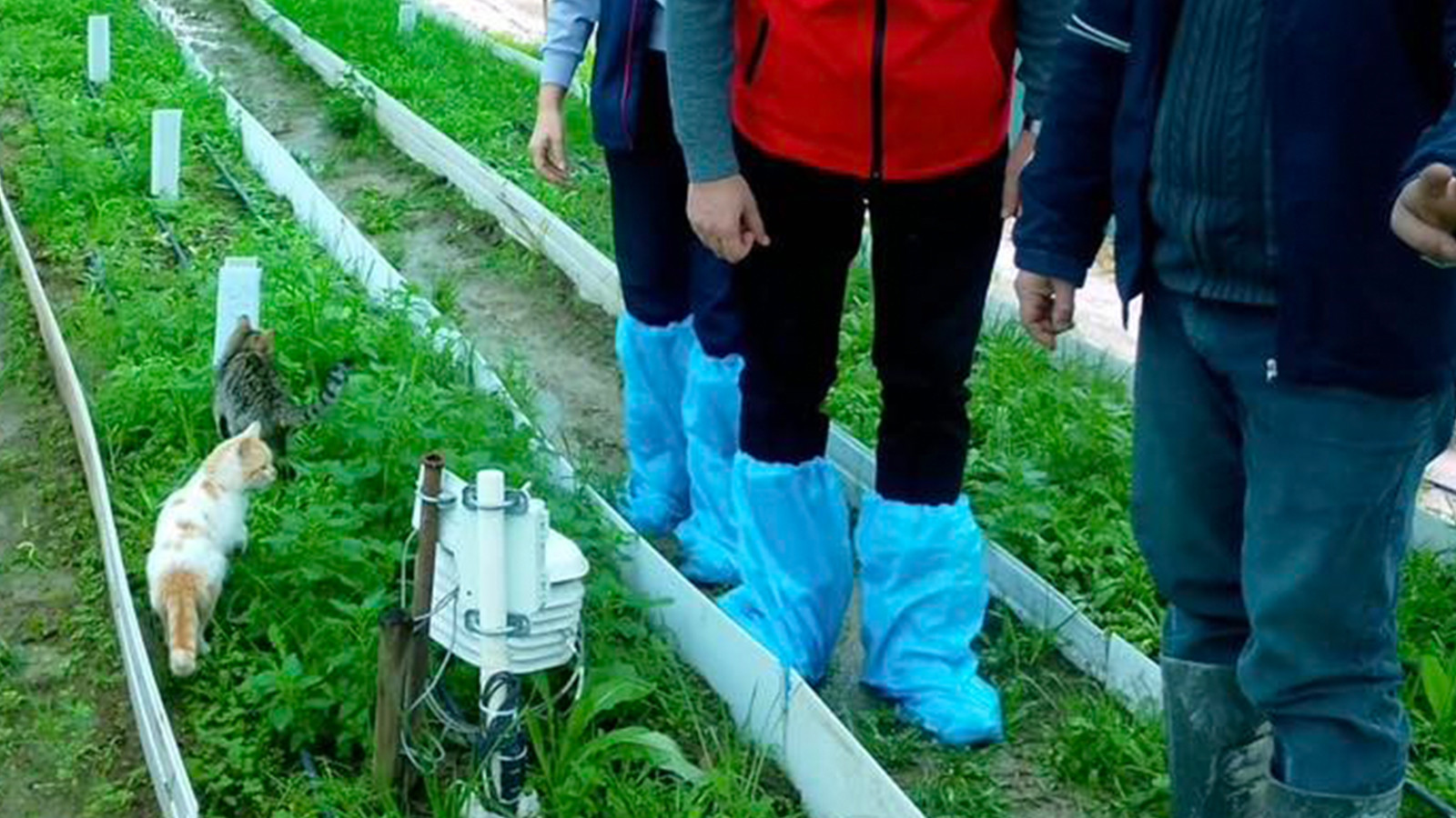 İlçe üretim üssü oldu! Aydın'da dikkat çeken girişim