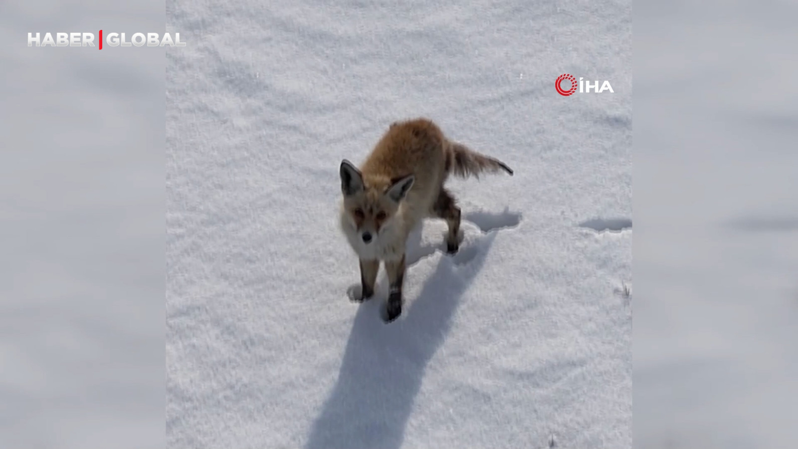 Kars’ta tilkinin dron ile imtihanı güldürdü
